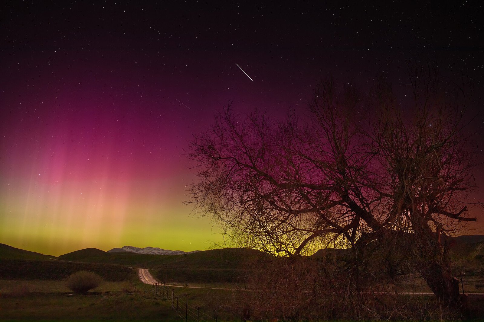 A tree silhouetted against a night sky filled with red, purple and green aurora
